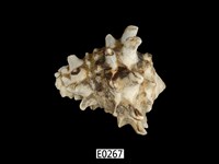 藏品(短拳螺)的圖片